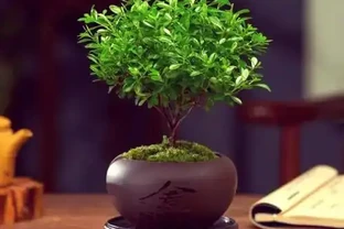 小葉赤楠嫩芽焦黑自救指南：四步化解「燒尖危機」
