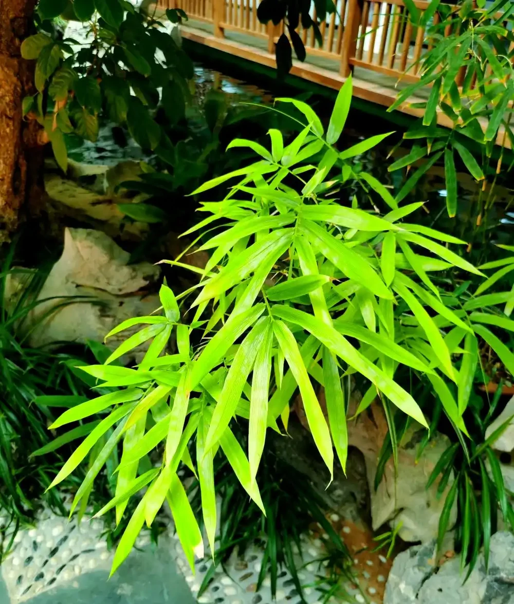 盆栽竹子發黃怎麼補救?找準6大原因,對症補救,葉片重回翠綠!