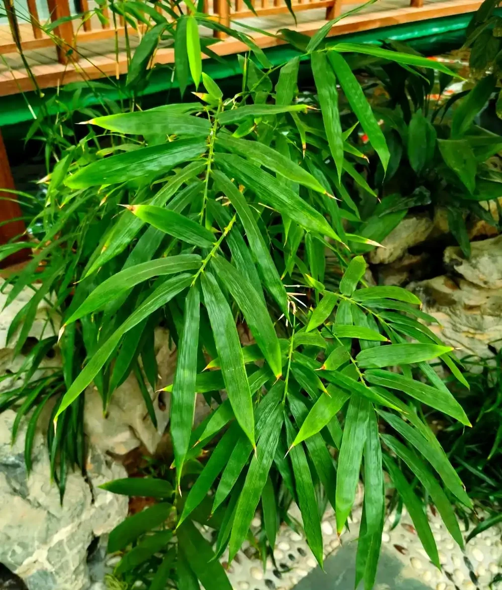 盆栽竹子發黃怎麼補救?找準6大原因,對症補救,葉片重回翠綠!
