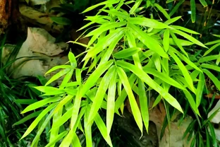 盆栽竹子發黃怎麼補救？找準6大原因，對症補救，葉片重回翠綠！