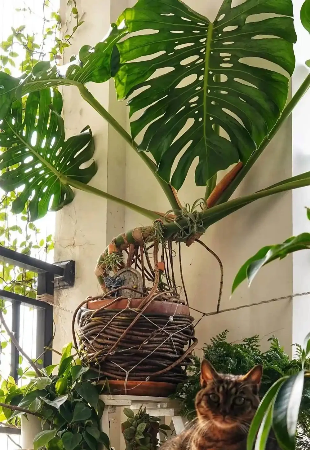 養龜背芋總犯難？避開澆水、光照2大誤區，再給1種 「肥」，輕鬆養成茂密小森林