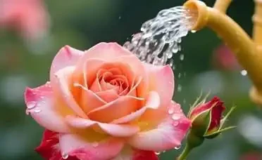 玫瑰花科學澆水全攻略：掌握4階段技巧，輕鬆養出豔麗花朵