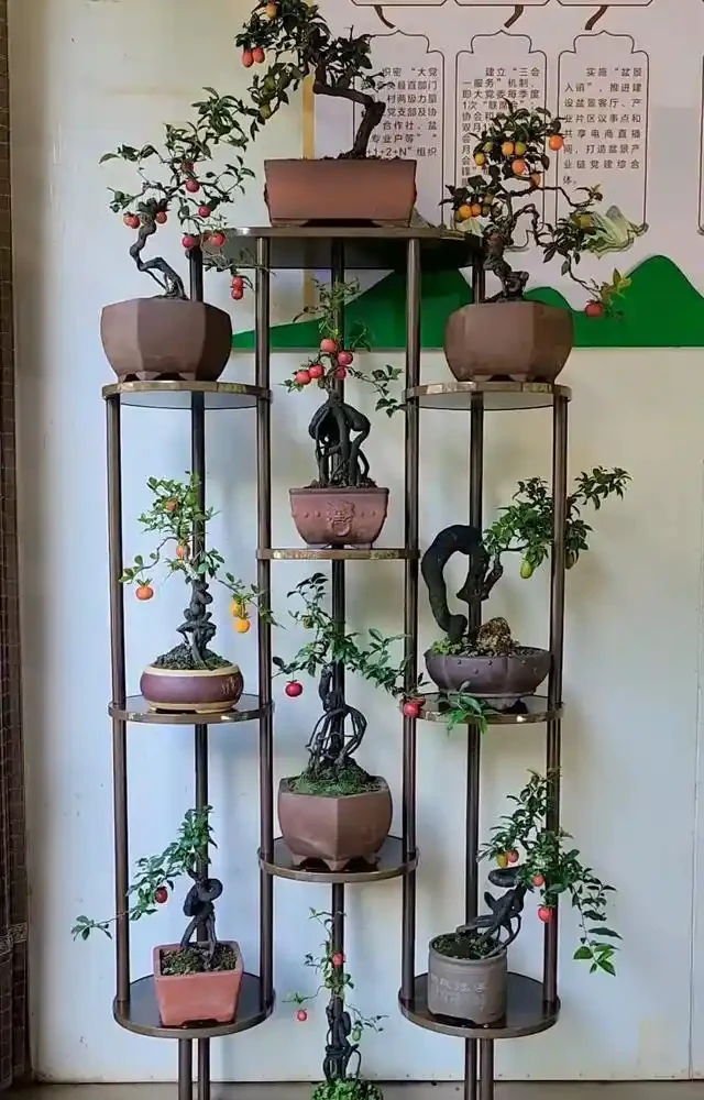 入秋後金彈子盆景怎麼養,果子能掛到春節?關鍵細節和避坑建議一次講清