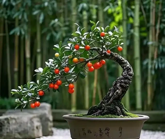 入秋後金彈子盆景怎麼養,果子能掛到春節?關鍵細節和避坑建議一次講清