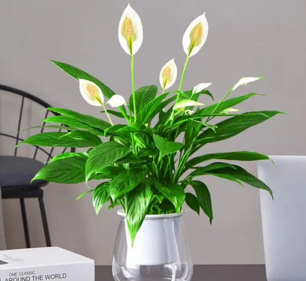室內養什麼花好,這4種花,不僅寓意好,而且漂亮又好養