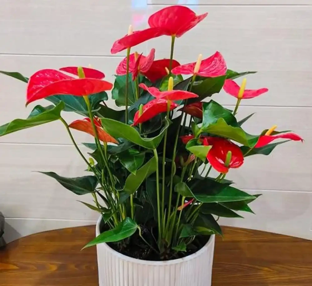 室內養什麼花好,這4種花,不僅寓意好,而且漂亮又好養