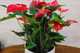 室內養什麼花好，這4種花，不僅寓意好，而且漂亮又好養