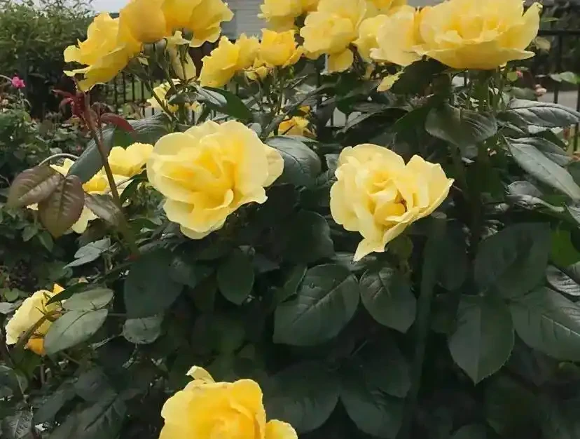 秋天養玫瑰,隔三差五噴水溶肥,效果最明顯,開花最多!