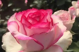 秋天養玫瑰，隔三差五噴水溶肥，效果最明顯，開花最多！