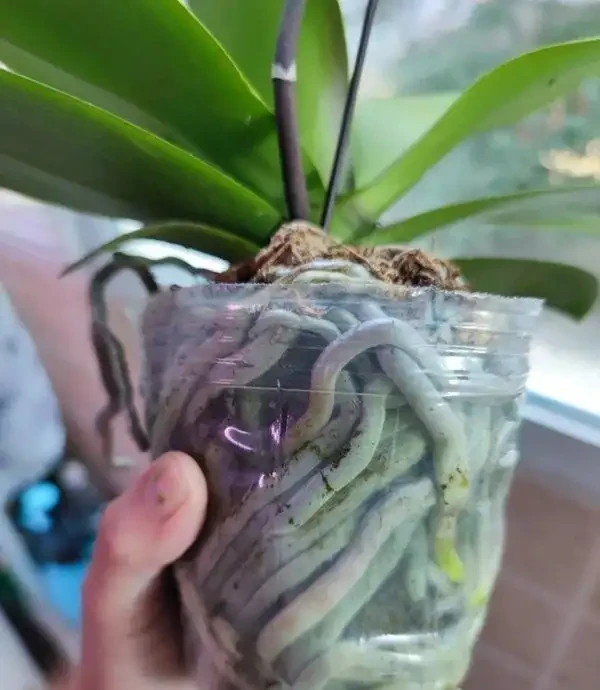 蝴蝶蘭冬天怎麼養?北京花友用奶茶杯悶養,根系暴漲的秘訣藏這幾步