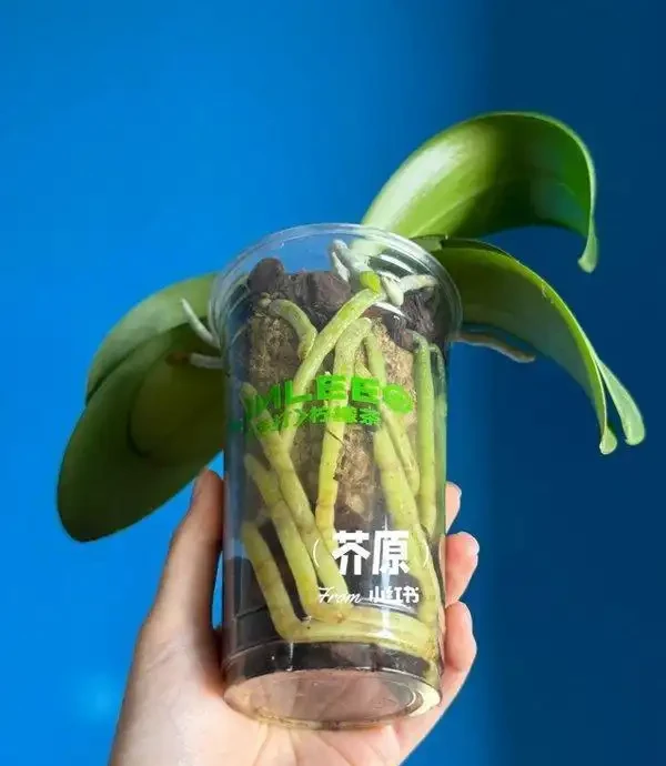 蝴蝶蘭冬天怎麼養?北京花友用奶茶杯悶養,根系暴漲的秘訣藏這幾步