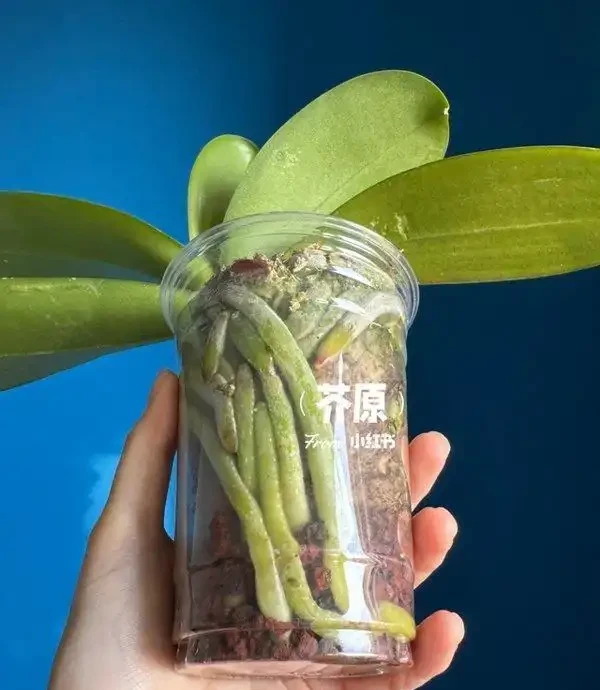 蝴蝶蘭冬天怎麼養?北京花友用奶茶杯悶養,根系暴漲的秘訣藏這幾步
