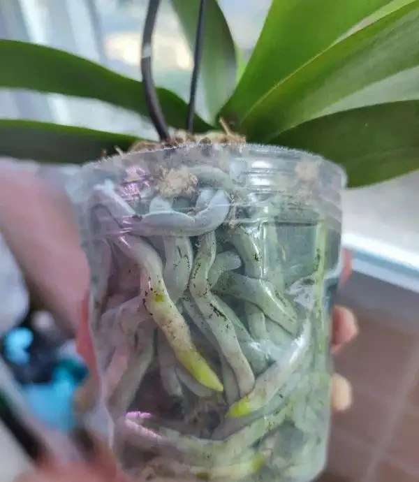 蝴蝶蘭冬天怎麼養?北京花友用奶茶杯悶養,根系暴漲的秘訣藏這幾步