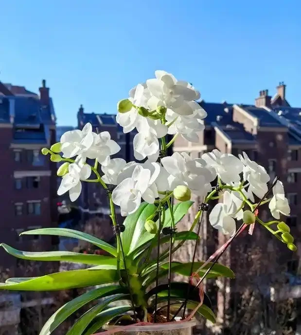 蝴蝶蘭冬天怎麼養?北京花友用奶茶杯悶養,根系暴漲的秘訣藏這幾步