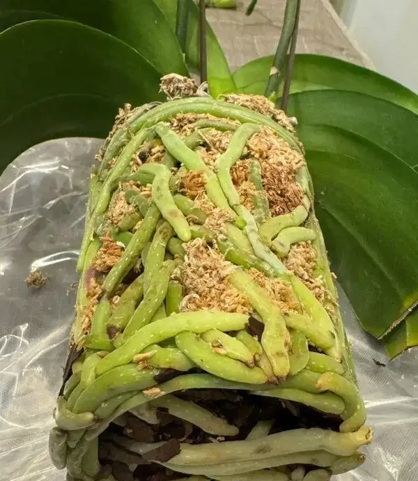 蝴蝶蘭冬天怎麼養?北京花友用奶茶杯悶養,根系暴漲的秘訣藏這幾步