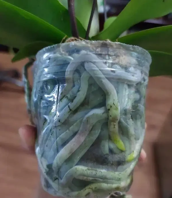 蝴蝶蘭冬天怎麼養?北京花友用奶茶杯悶養,根系暴漲的秘訣藏這幾步