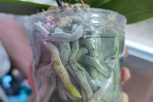 蝴蝶蘭冬天怎麼養？北京花友用奶茶杯悶養，根系暴漲的秘訣藏這幾步