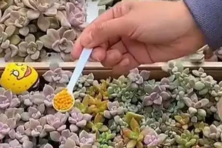 多肉施肥指南：精準選肥，養出飽滿株型