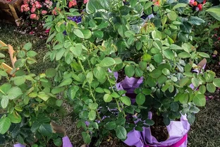 玫瑰開開花期施肥指南：延長開花期增強花色的秘訣