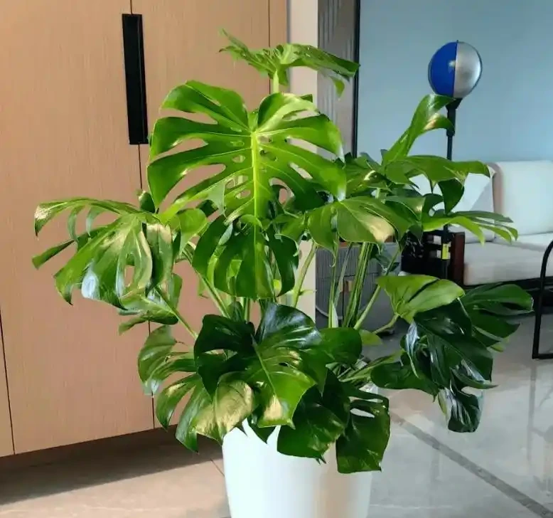 龜背芋怎麼養？葉子總耷拉怎麼辦？8個秘訣教你養，30天葉片挺立如綠帆