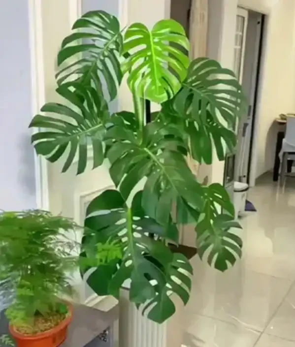 龜背芋怎麼養？葉子總耷拉怎麼辦？8個秘訣教你養，30天葉片挺立如綠帆