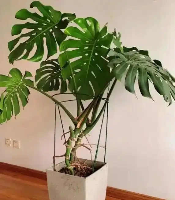 龜背芋怎麼養？葉子總耷拉怎麼辦？8個秘訣教你養，30天葉片挺立如綠帆