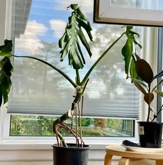 龜背芋怎麼養？葉子總耷拉怎麼辦？8個秘訣教你養，30天葉片挺立如綠帆