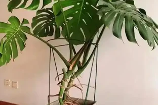 龜背芋怎麼養？葉子總耷拉怎麼辦？8個秘訣教你養，30天葉片挺立如綠帆