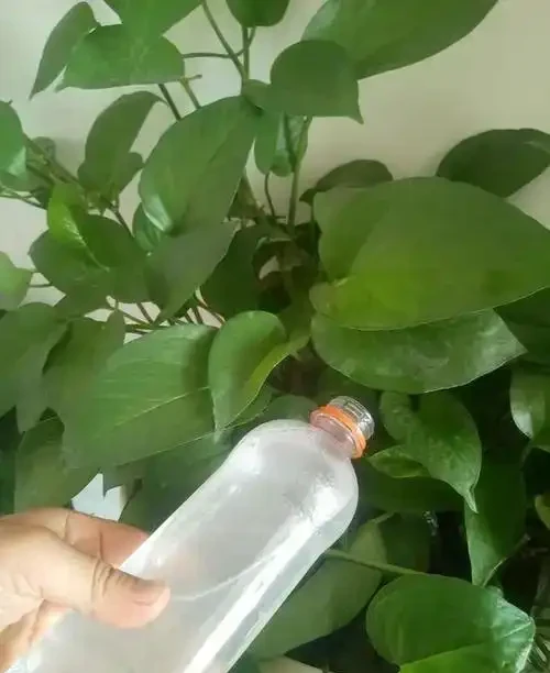 啤酒澆黃金葛指南:科學稀釋+頻次控制,讓葉片油亮滿盆