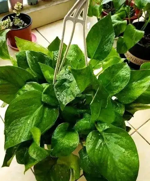 啤酒澆黃金葛指南:科學稀釋+頻次控制,讓葉片油亮滿盆