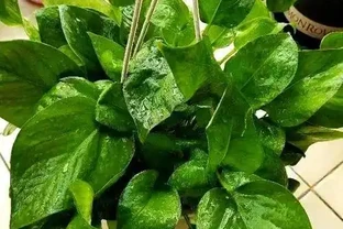 啤酒澆黃金葛指南：科學稀釋+頻次控制，讓葉片油亮滿盆