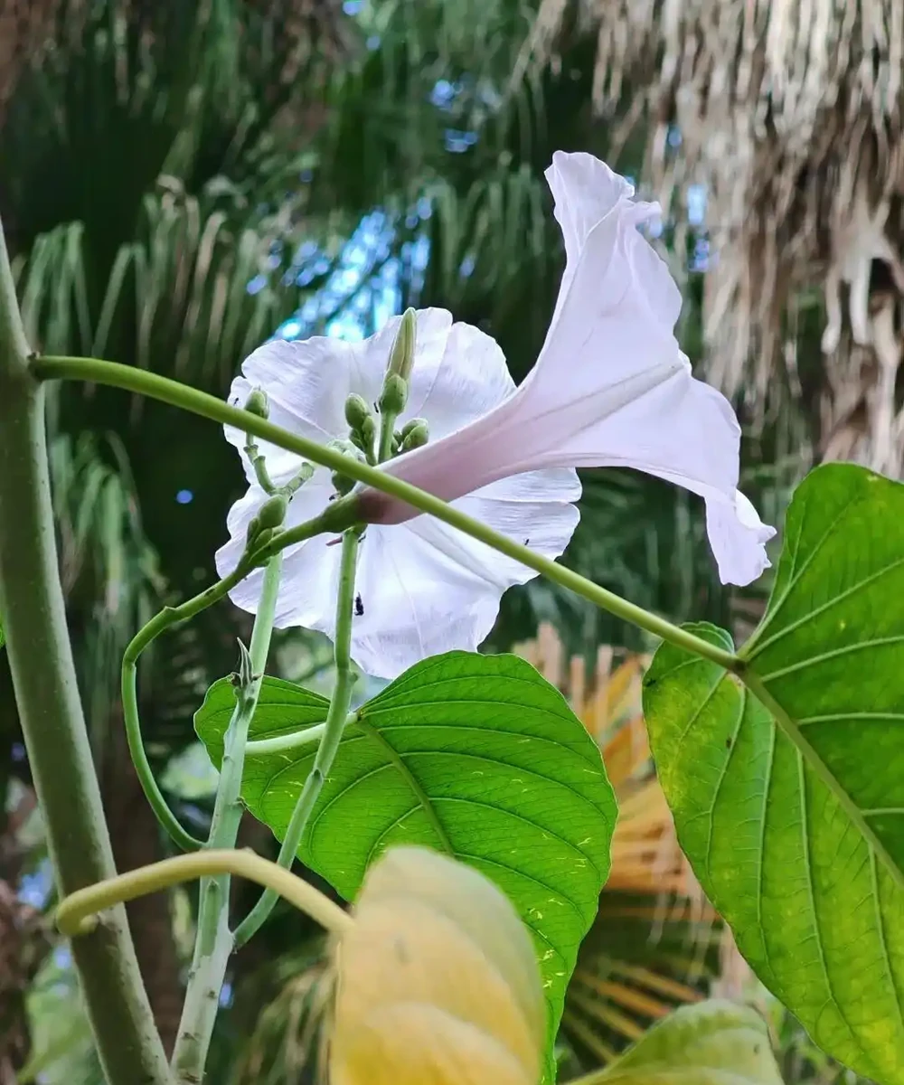 藏不住了,分享近期拍攝好看的花卉圖