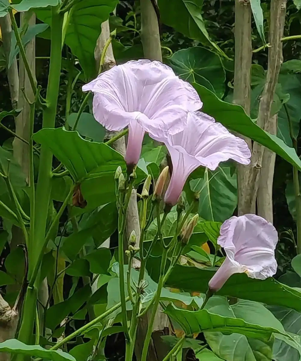 藏不住了,分享近期拍攝好看的花卉圖