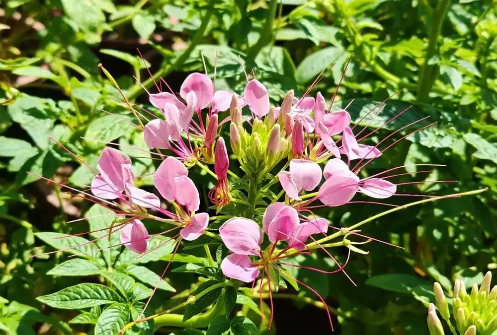 藏不住了,分享近期拍攝好看的花卉圖