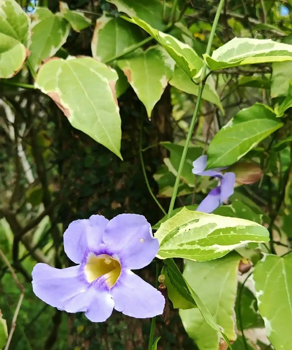 藏不住了,分享近期拍攝好看的花卉圖