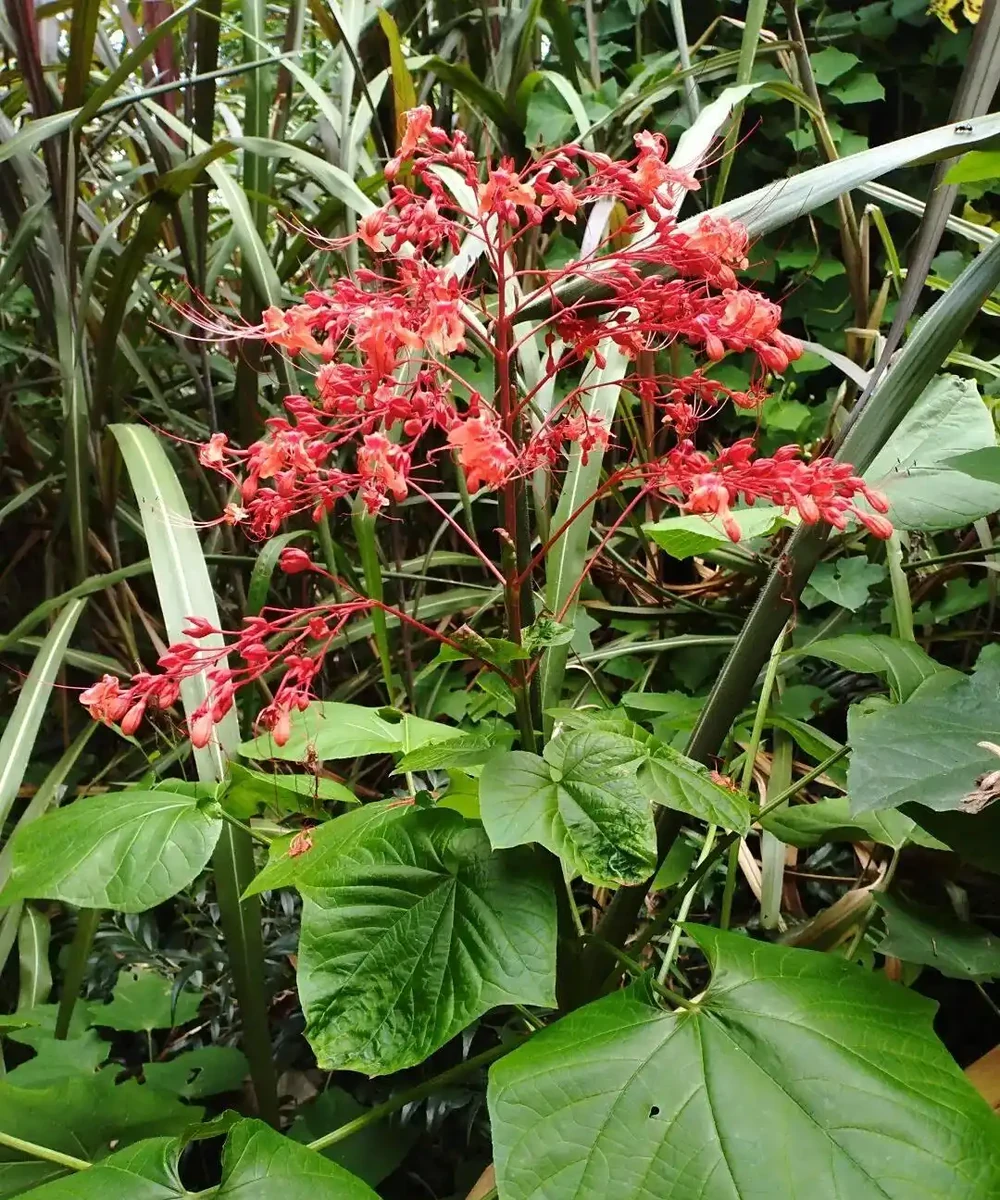 藏不住了,分享近期拍攝好看的花卉圖