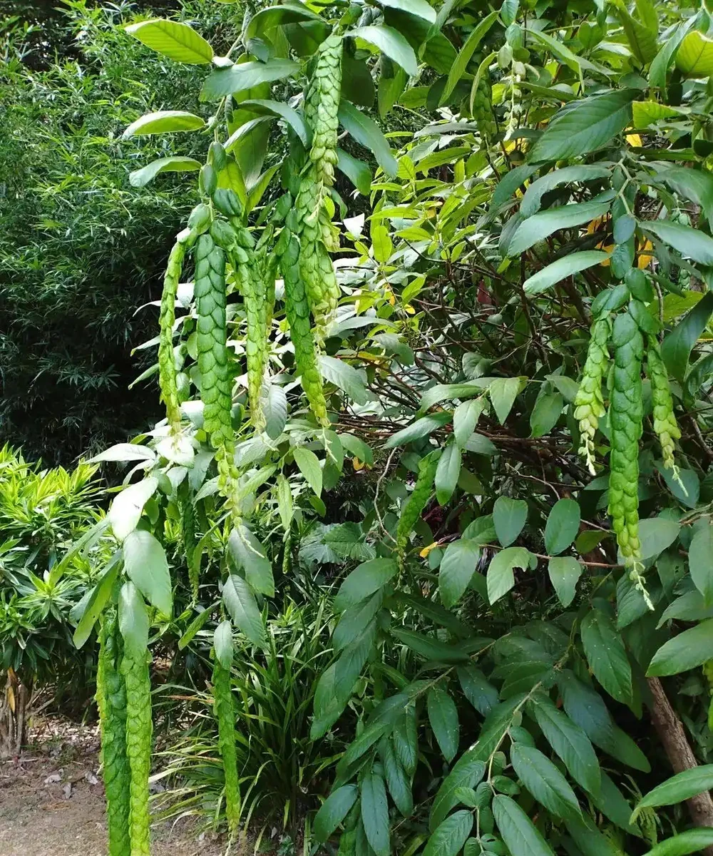 藏不住了,分享近期拍攝好看的花卉圖