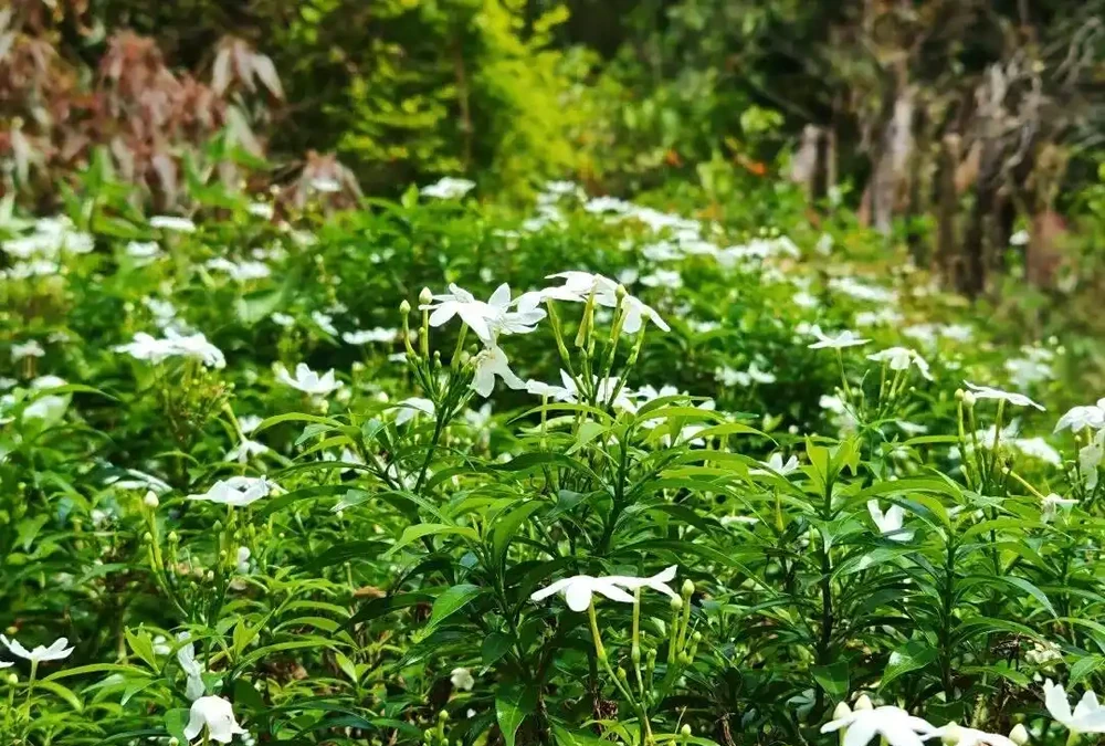 藏不住了,分享近期拍攝好看的花卉圖