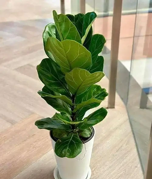 琴葉橡皮榕