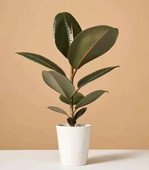 橡膠榕