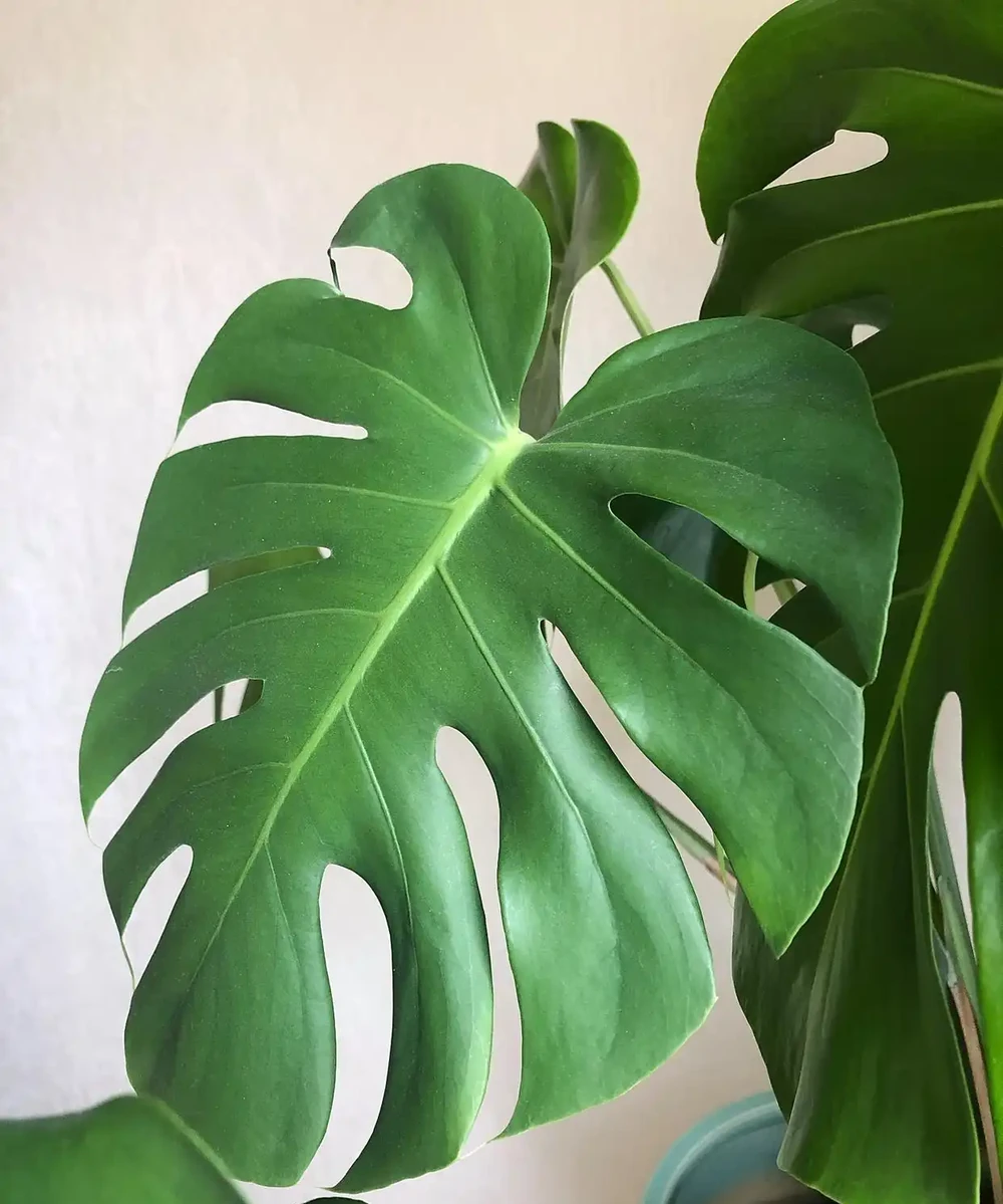 龜背芋
