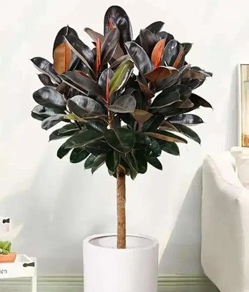 橡膠榕