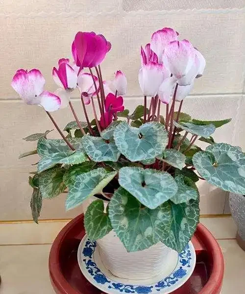 兔耳花