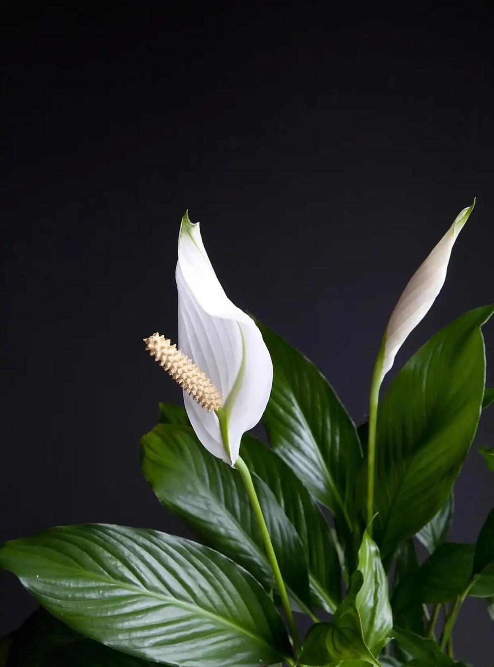 白鶴芋