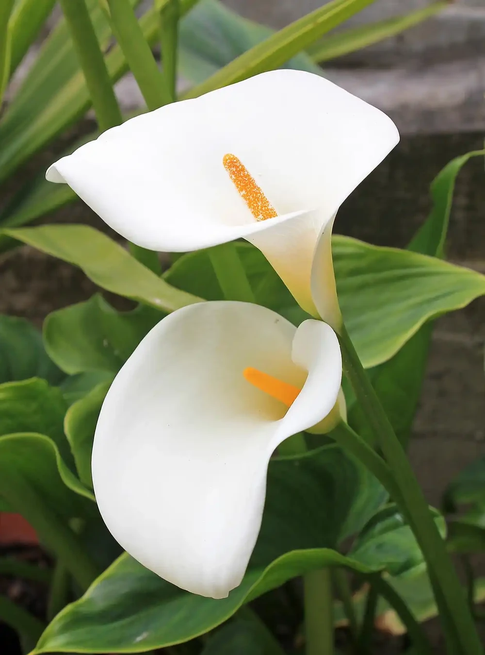 白鶴芋