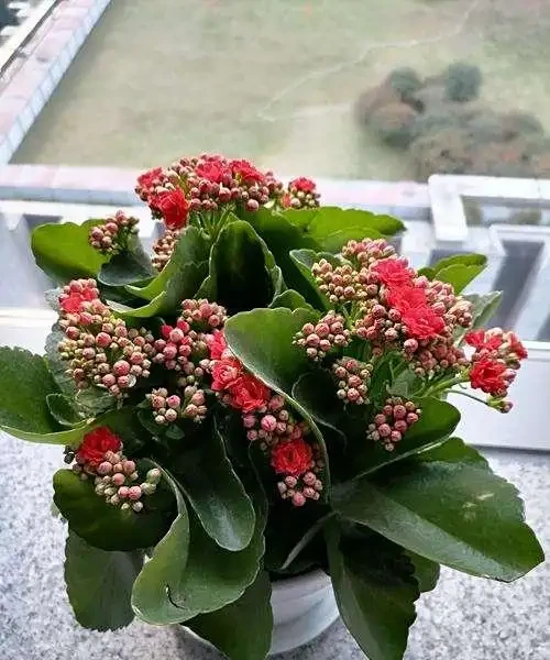 聖誕伽藍菜 