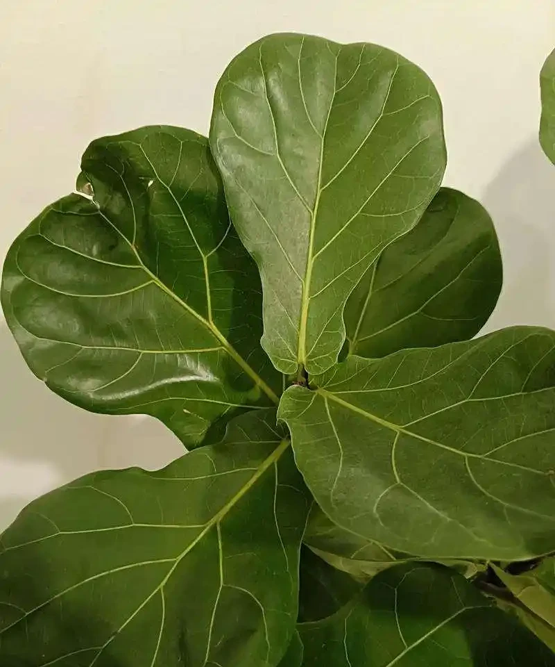 琴葉橡皮榕