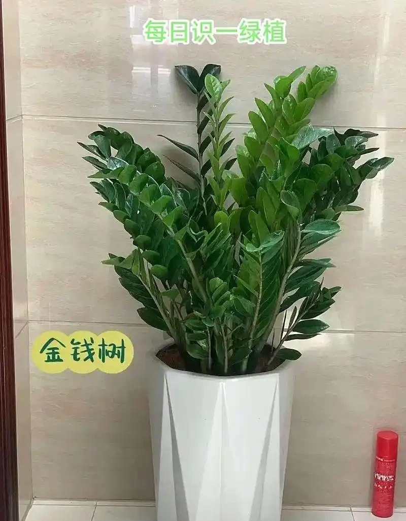 雪鐵芋
