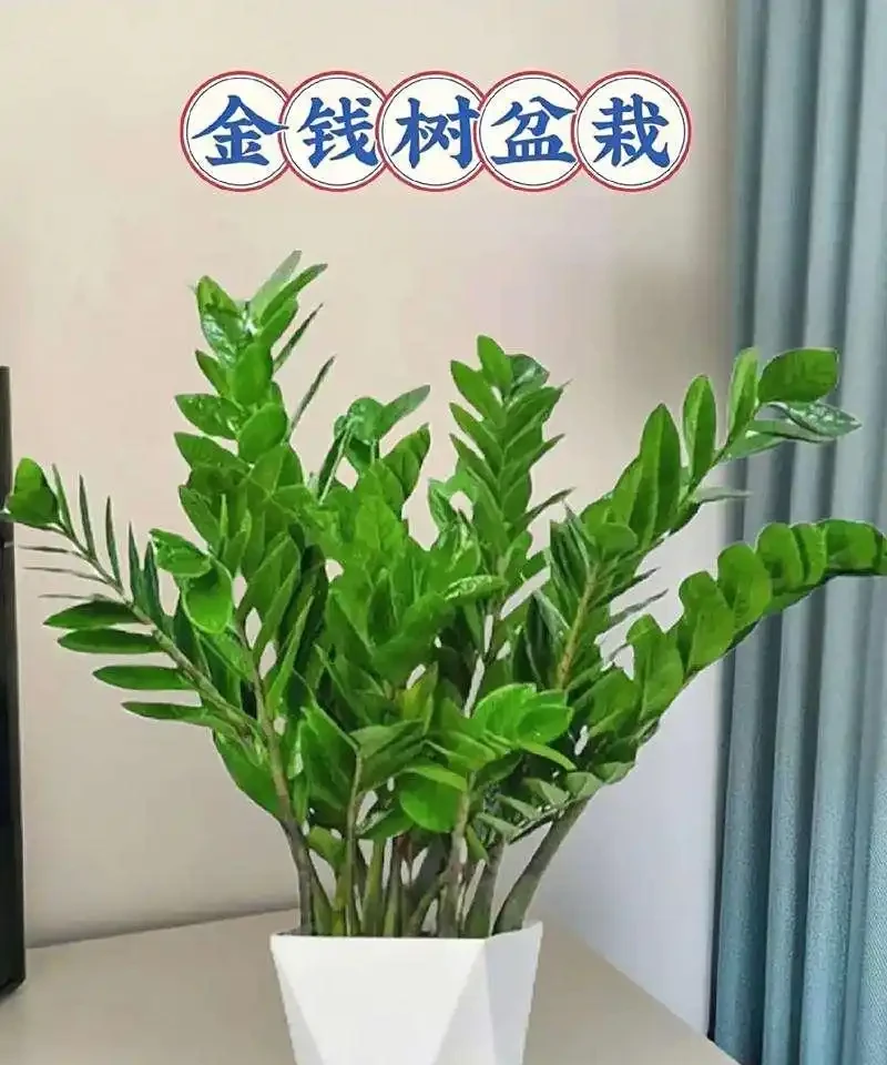 雪鐵芋