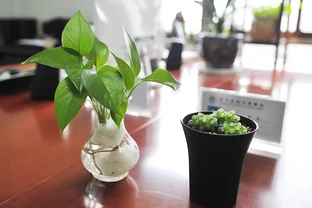 十種適合室內種植的盆栽及其養護方法，強烈建議收藏備用！